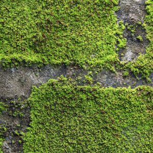 Moswand in de woonkamer: mooi, maar let op licht en vocht