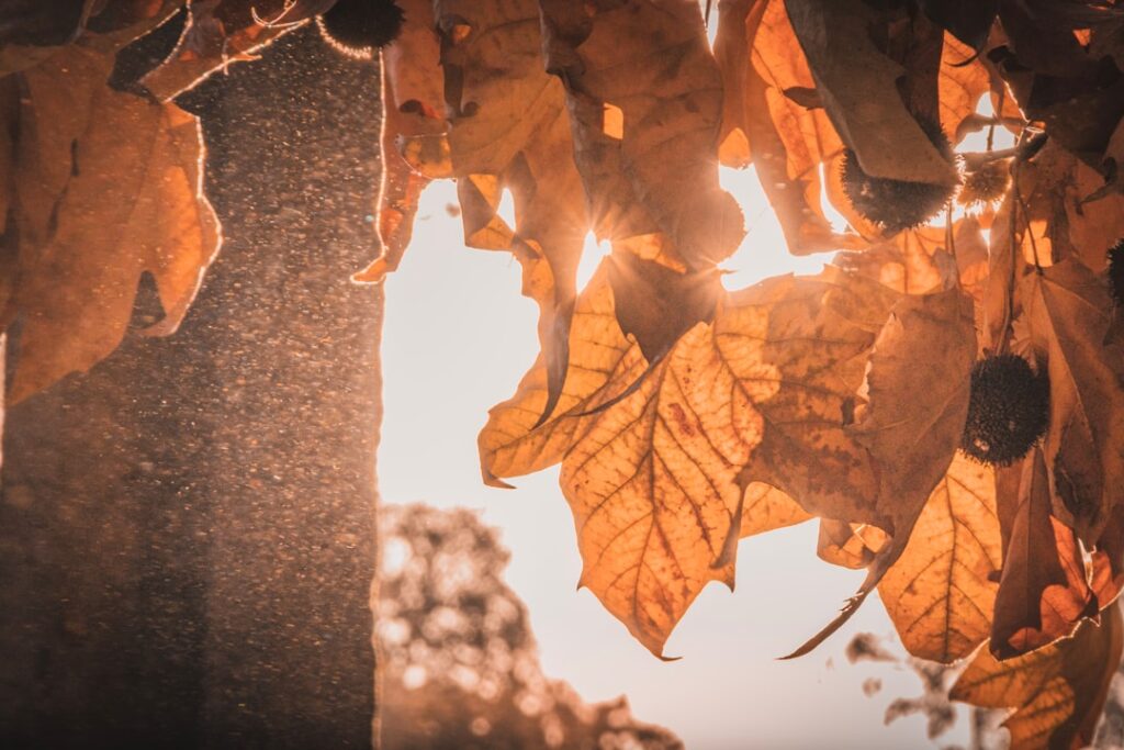 Zonneschermen in de herfst voor minder verblinding en meer comfort Zonneschermen in de herfst voor minder verblinding en meer comfort