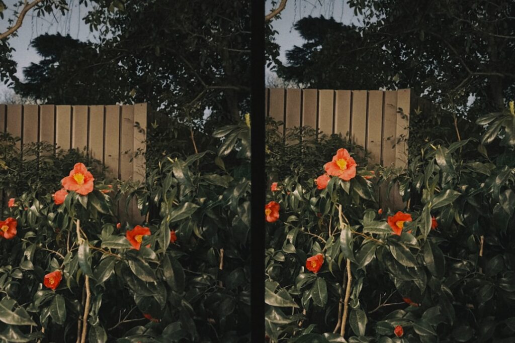 Geef je tuin meer privacy met natuurlijke tuinschermen Geef je tuin meer privacy met natuurlijke tuinschermen