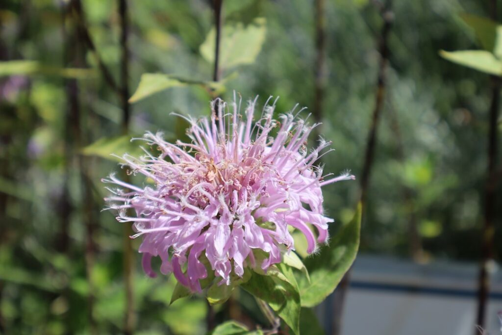 Bergamot geur: wat het is, hoe het ruikt en waarom het zo populair is